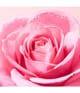 Produktbild 4 von 5, NUXE Very Rose Reinigungsmilch
