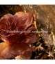 Produktbild 3 von 6, GUERLAIN Absolus Allegoria Eau de Parfum