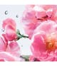 Produktbild 3 von 3, DIOR Miss Dior Eau de Toilette
