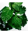 Produktbild 3 von 6, Davidoff Cool Water Eau de Toilette