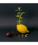 Produktbild 2 von 4, La Compagnie de Provence Black & White Flüssigseife
