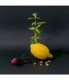 Produktbild 2 von 4, La Compagnie de Provence Black & White Flüssigseife