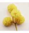 Zdjęcie produktu 4 z 6, Chloé Atelier des Fleurs Woda perfumowana