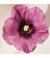 Immagine prodotto 3 di 5, Chloé Chloé Atelier des Fleurs Eau de Parfum
