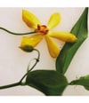 Immagine prodotto 4 di 6, Chloé Chloé Atelier des Fleurs Eau de Parfum