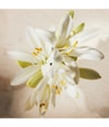 Immagine prodotto 4 di 6, Chloé Chloé Atelier des Fleurs Eau de Parfum