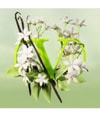 Produktbild 3 von 5, Valentino Born in Roma Eau de Parfum