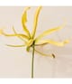 Zdjęcie produktu 4 z 6, Chloé Chloé Atelier des Fleurs Woda perfumowana