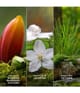 Produktbild 3 von 6, Marc Jacobs Daisy Eau de Parfum