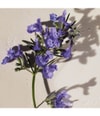 Zdjęcie produktu 4 z 6, Chloé Atelier des Fleurs Woda perfumowana