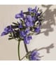 Zdjęcie produktu 4 z 6, Chloé Atelier des Fleurs Woda perfumowana