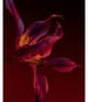 Productafbeelding 5 van 6, HUGO BOSS BOSS The Scent Parfum