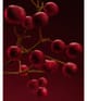 HUGO BOSS BOSS The Scent Parfum 30 ml 3616305040992 visual3-shot_de