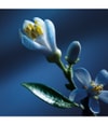 Immagine prodotto 4 di 6, Chloé Chloé Atelier des Fleurs Eau de Parfum