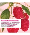 Produktbild 3 von 6, Yves Rocher Himbeere & Pfefferminze Körperpeeling