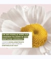 Produktbild 3 von 6, Yves Rocher Pure Calmille Gesichtscreme