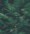 Produktbild 2 von 2, HEADSPACE Cedre Eau de Parfum