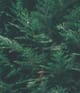 Produktbild 2 von 2, HEADSPACE Cedre Eau de Parfum
