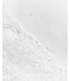 Produktbillede 3 af 3, Les Eaux Primordiales Le Soin Primordial Flydende sæbe