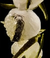 Immagine prodotto 3 di 4, Bon Parfumeur LES EXTRAITS Profumo