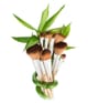 Produktbild 5 von 6, Luvia Bamboo's Root Pinselset