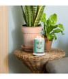 Produktbild 2 av 3, Yankee Candle Aloe & Agave Doftljus