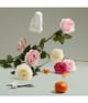Produktbild 3 von 3, Penhaligon's The Coveted Duchess Rose Eau de Parfum