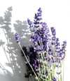 Productafbeelding 5 van 5, KORRES Relaxing lavender Lichaamsolie