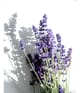Produktbillede 5 af 5, KORRES Relaxing Lavender Bodyspray