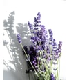 Produktbild 5 av 5, KORRES Relaxing Lavender Body mist