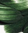 Produktbild 2 von 6, Omorovicza Refining Gesichtspeeling