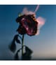 Produktbild 2 von 2, BYREDO Burning Rose Duftkerze