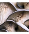 Produktbild 3 av 3, MANTLE The Shroom Essence Serum