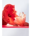 Produktbild 5 von 5, BVLGARI Omnia Eau de Toilette