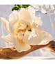 BVLGARI Omnia Eau de Parfum 50 ml 783320423291 visual-shot_se