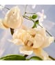 BVLGARI Omnia Eau de Parfum 50 ml 783320423291 visual3-shot_se