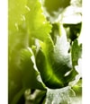 Produktbild 6 von 6, BVLGARI Man Eau de Parfum