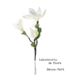 Produktbild 3 von 3, Laboratorio Olfattivo Décou-Vert Eau de Parfum