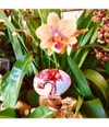 Produktbillede 6 af 6, THoO Klem Garden Collection Eau de Parfum
