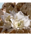 Produktbild 6 von 6, Dolce&Gabbana Q by Dolce&Gabbana Parfum