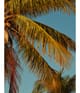Produktbild 6 von 6, Sol de Janeiro Cheirosa 39 Körperspray