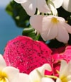Produktbild 3 von 6, Sol de Janeiro Brazilian Crush Körperspray