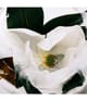 LOEWE Aura Eau de Parfum 50 ml 8426017064071 detail-shot_de