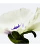 LOEWE Aire Eau de Parfum 100 ml 8426017078283 detail-shot_de