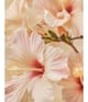 Produktbild 6 von 6, WHAMISA Organic Flowers Gesichtsmaske