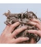 Productafbeelding 4 van 5, evo common ground Shampoo