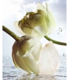 Immagine prodotto 6 di 6, BVLGARI Man Eau de Parfum