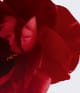 CHANEL N°1 de CHANEL Gesichtsserum 30 ml 3145891408805 visual-shot_de