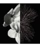 Productafbeelding 4 van 4, GIVENCHY Gentleman Givenchy Eau de Parfum